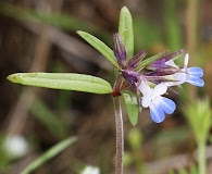 Collinsia parviflora