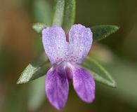 Collinsia sparsiflora