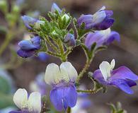 Collinsia torreyi