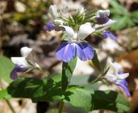 Collinsia verna