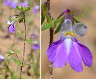 Collinsia violacea