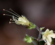 Collinsonia anisata