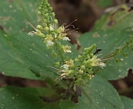 Collinsonia punctata