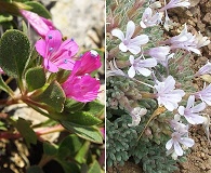 Collomia debilis