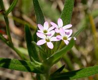 Collomia linearis