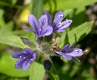 Collomia mazama