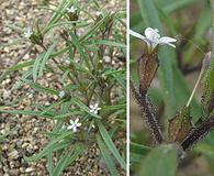 Collomia tenella