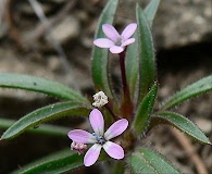 Collomia tinctoria