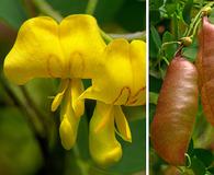 Colutea arborescens