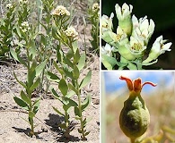 Comandra umbellata