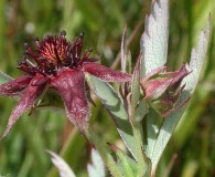 Comarum palustre