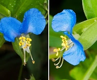 Commelina communis