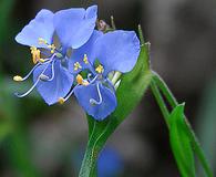 Commelina dianthifolia