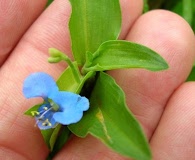 Commelina diffusa