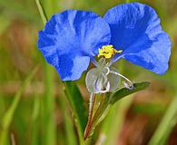 Commelina erecta