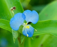 Commelina virginica