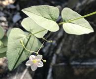 Commicarpus brandegeei