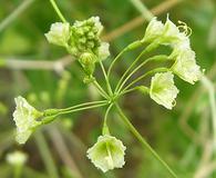 Commicarpus scandens