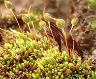 Conostomum tetragonum