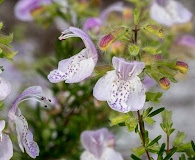 Conradina grandiflora
