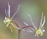 Coptis aspleniifolia