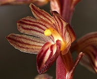 Corallorhiza striata