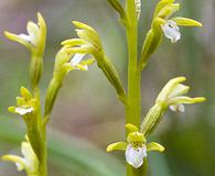 Corallorhiza trifida