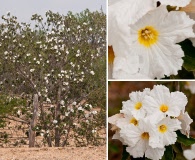 Cordia boissieri