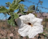 Cordia parvifolia