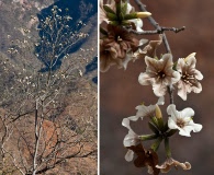 Cordia sonorae