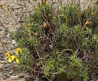 Coreocarpus dissectus