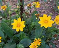 Coreopsis auriculata