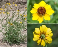 Coreopsis leavenworthii