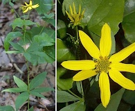 Coreopsis major