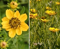 Coreopsis palmata