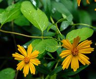 Coreopsis pubescens