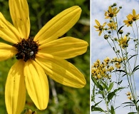 Coreopsis tripteris