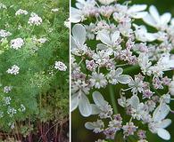 Coriandrum sativum