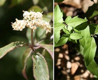 Cornus asperifolia