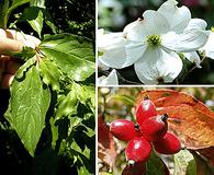 Cornus florida