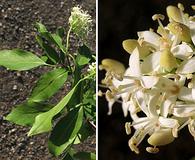 Cornus glabrata