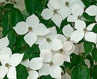 Cornus kousa