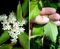 Cornus racemosa