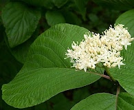 Cornus rugosa