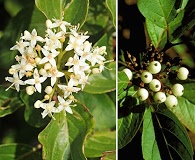 Cornus sericea