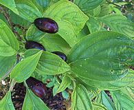 Cornus sessilis