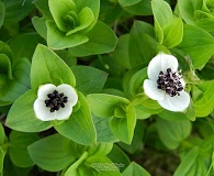 Cornus suecica