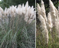 Cortaderia selloana