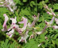 Corydalis aquae-gelidae