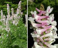 Corydalis caseana